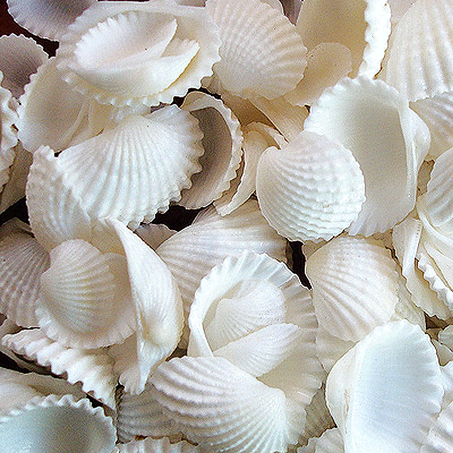 100 Floating White Seashells- White Coral Reef-Pearls-Aqua Sea Color Gels- Fills 1 Gallon for Your Vases- With Pre-Measured Prep Bag-Option of 3 Submersible Fairy Lights Strings